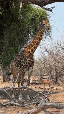 Zirafa na Safari potovanju v Afriki