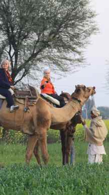 Kamelja vprega Abhaneri Indija