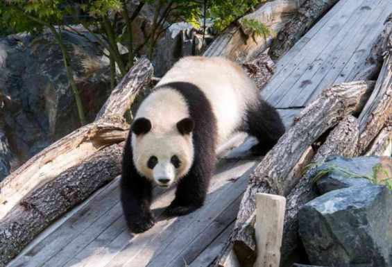 Condor-travel-solska-potovanja-Berlin-ZOO