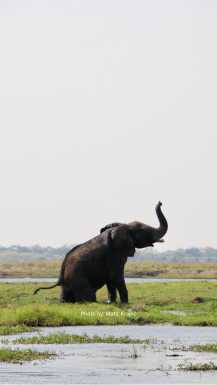Elephant trumping in Chobe national parc Botswana