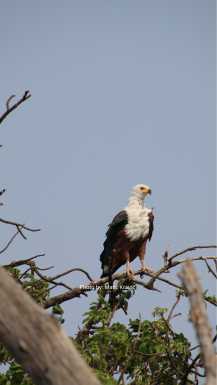 Fish Eagle in Chobe national park Botswana