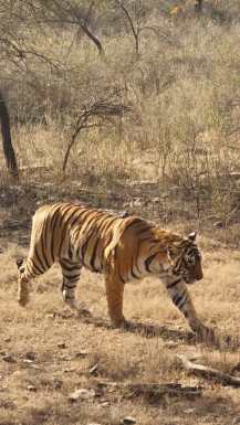 Tiger safari v Indiji Rathambore