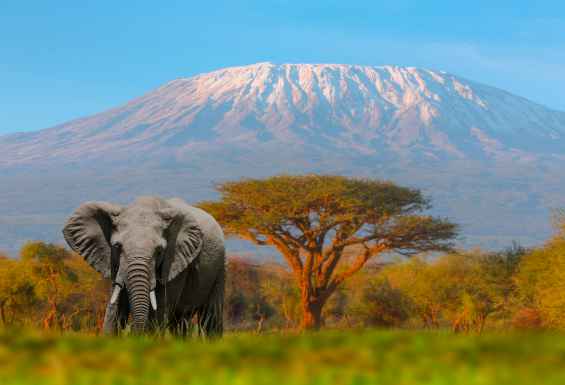 Kilimanjaro Slon