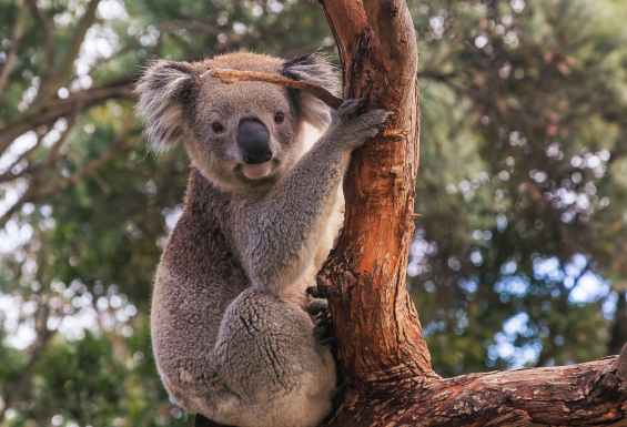 Koala v Kurandi 