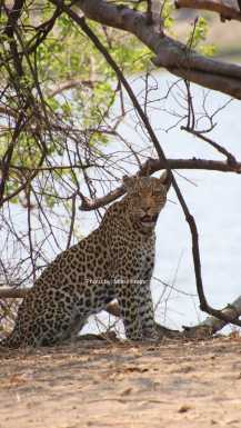Leopard v Chobe narodnem parku v Bocvani na Safari potovanju