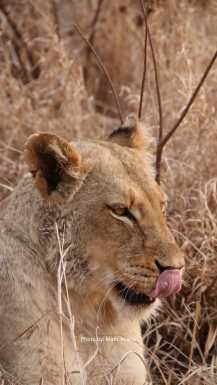 Lion licking nose in Kruger national park in South Africa