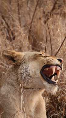 Lion showing teeth in Kruger national parc in South Africa