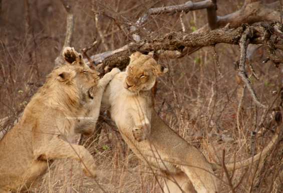 Lions fighting in Kruger national park in South Africa