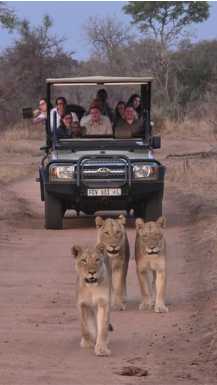 Levi pred safari jeepom v Kruger parku v Juzni Afriki