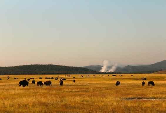 Lamar dolina Yellowstone narodni park