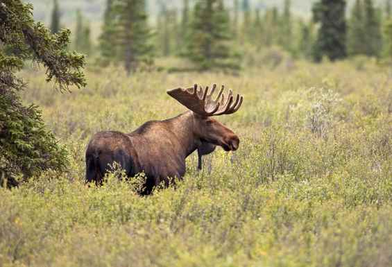 Los v narodnem parku Yellowstone ZDA