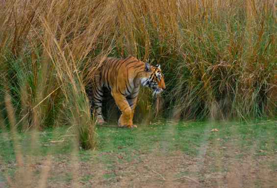 Ranthambore Safari s tigri Indija potovanje