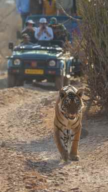 Bengalski Tiger Safari Indija Ranthambore park