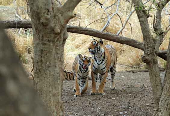 Ranthambore Safari bengalski tigri Indija potovanje