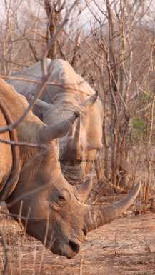 Rhino in Zambia