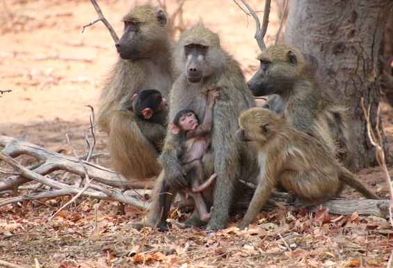 Chobe Bocvana Opice Condor Travel Safari potovanje