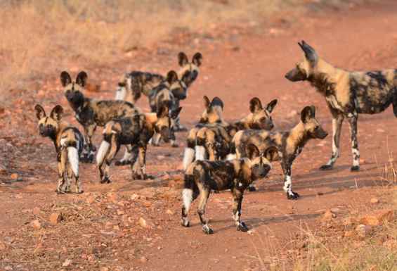Afriski psi Kruger park juzna afrika Safari