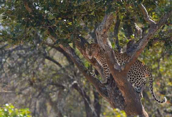 Leopard-Safari-potovanje-Juzna Afrika viktorijini slapovi in Bocvana