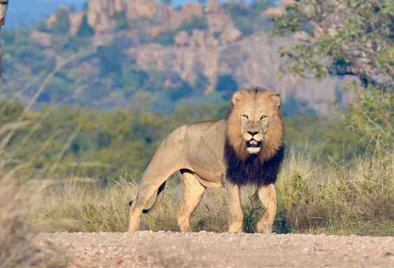 Safari potovanje Juzna Afrika Viktorijini Slapovi Bocvana Zambija in Zimbabwe Condor Travel