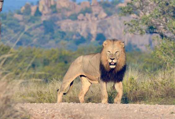 Lev na safari potovanju v Kruger parku v Juzni Afriki