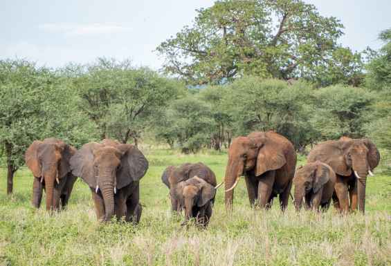 Sloni v Trangire NP v tanzaniji