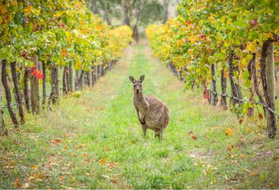 Kenguru v Yarra valley